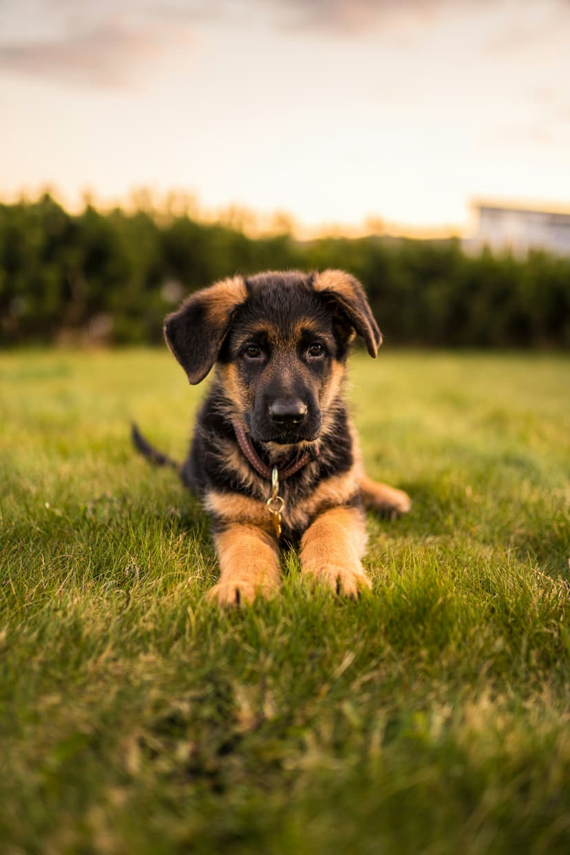 Adorable German Shepherd puppy