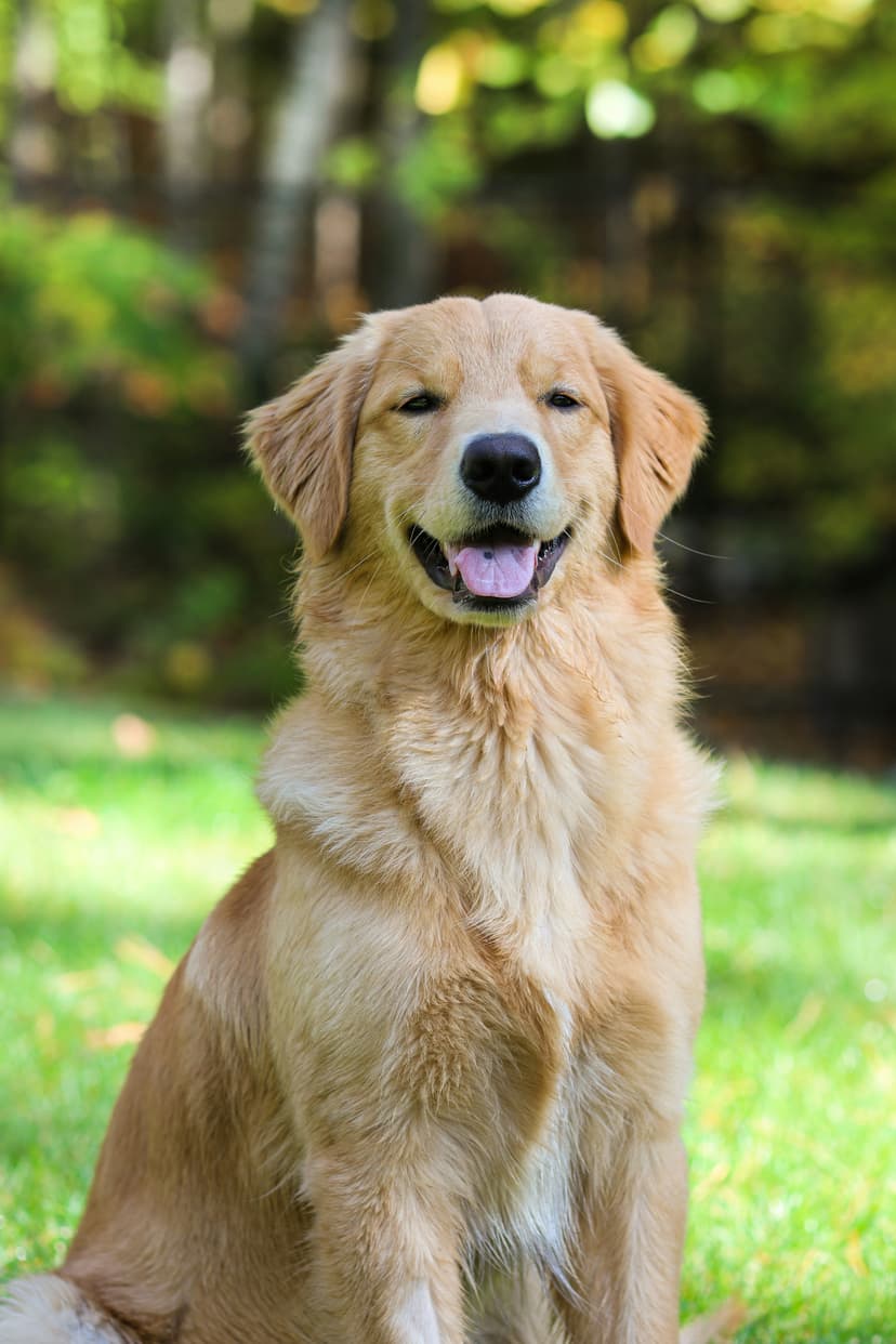 Happy Golden Retriever in beautiful Florida Keys setting