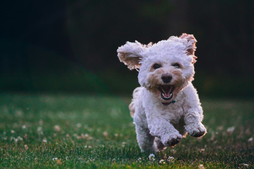 Joyful dog running and jumping in clean, safe yard